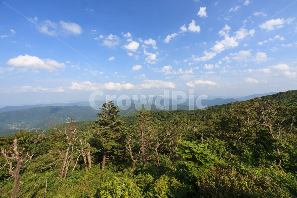 알펜시아,강원도,환경,농촌,구름,숲,공원,맑은,풍경,여름,자연,풍경,nature,landscape,outdoors,옥외,vegetation,초목,plant,식물,mountain,산,mountain range,산맥