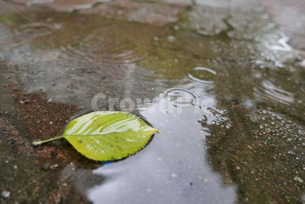 나뭇잎,비,비오는날,water,rain,rainy
