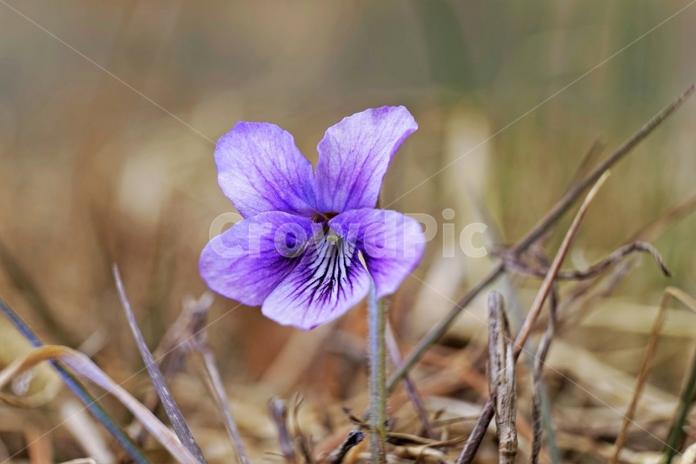 제비꽃,보라색,봄,꽃,식물,violet,purple,식물,자연,plants,nature,꽃,flower