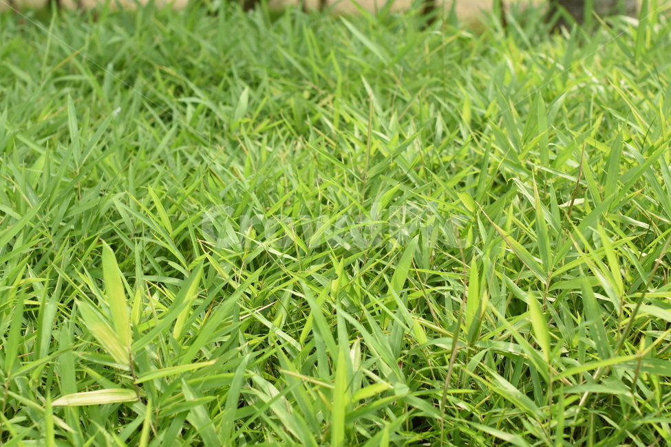 grass,녹색,잔디,그린,green,잔디밭