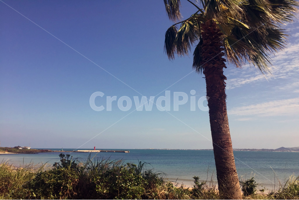 제주도,제주,해안선,야자수,바다,자연,풍경,nature,landscape,한국자연풍경,한국자연경관,korea nature landscape,제주도,jeju,jeju island,식물,plants,나무,trees,wood,tree,plant,summer,여름,palm tree,arecaceae,Arecaceae