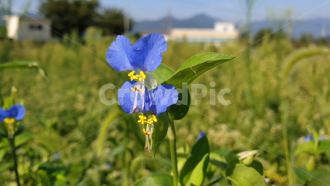 야생화,이쁜꽃,닭의장풀,보라색꽃,잡초