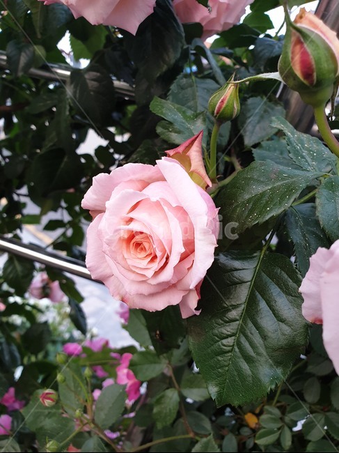 장미,꽃,자연,수줍음,감성,식물,rose,natrue,feeling,flower