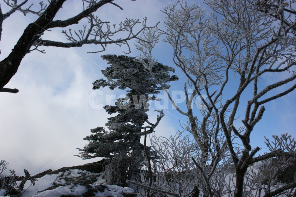 자연,겨울,나무,고목,쓸쓸함,감성