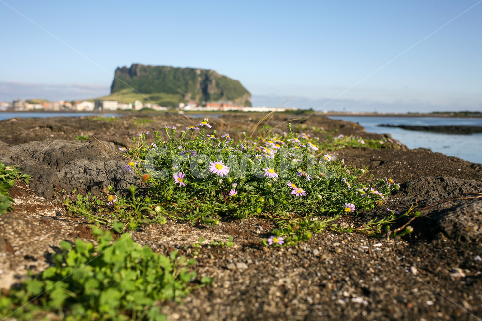 바다,제주,성산일출봉,오조포구,하늘,꽃,바다꽃,식물,plant,ground,바닥,식물,자연,plants,nature,꽃,flower