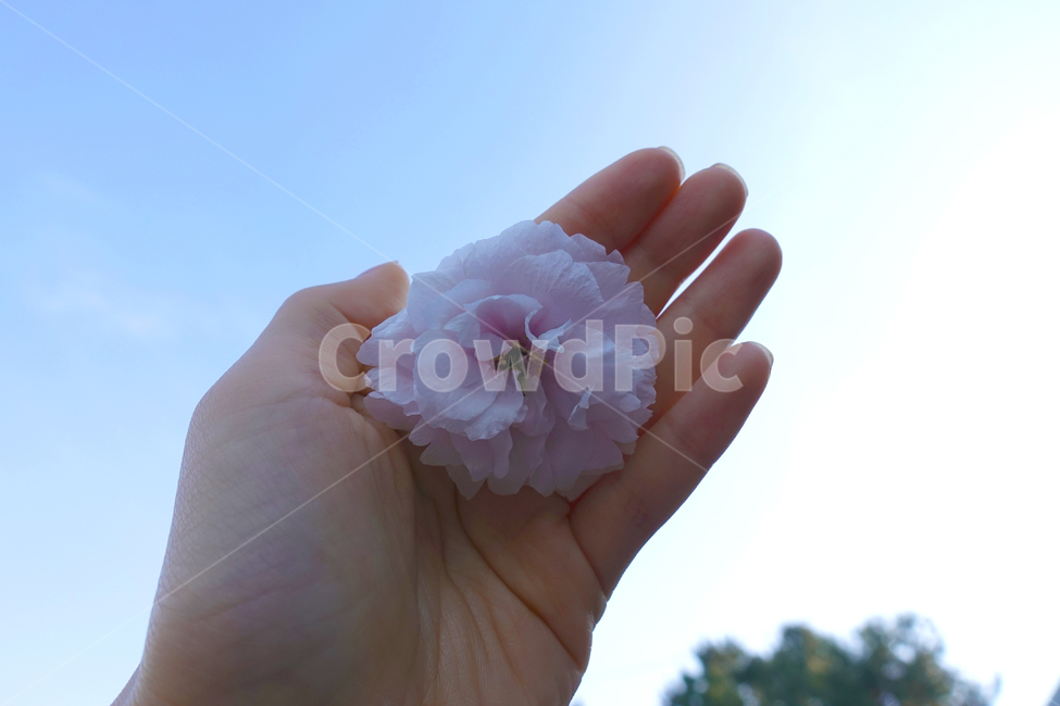 손,꽃,겹벚꽃,벚꽃,하늘
