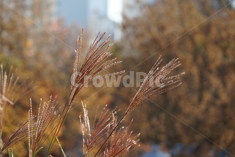 	억새,가을,느낌,감성,감성사진,계절,들판,자연,식물,feel,감성샷,바람,풍경사진,풍경,갈대,가을풍경,가을느낌,가을,계절,fall,autumn,season,식물,자연,plants,nature,plant,grass,잔디