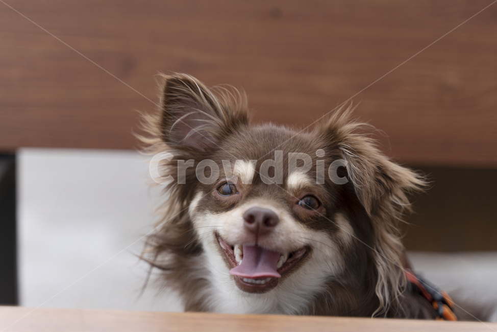 강아지,개,치와와,장모치와와,초코탄강아지,초코탄치와와,초코탄장모치와와,갈색강아지,갈색치와와,웃는개,웃는강아지,즐거운강아지