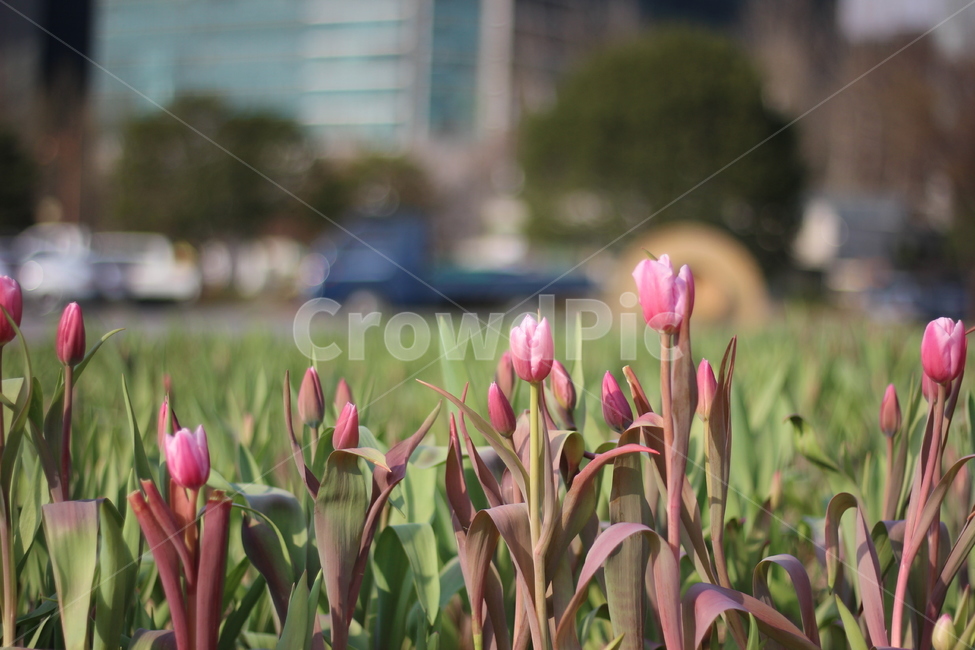 봄,봄꽃,벚꽃,꽃,spring,springtime,cherryblossom,landscape,scenery,flower,picture,풍경,튤립,분홍,pink,봄,계절,spring,season,식물,자연,plants,nature,꽃,flower,plant,blossom