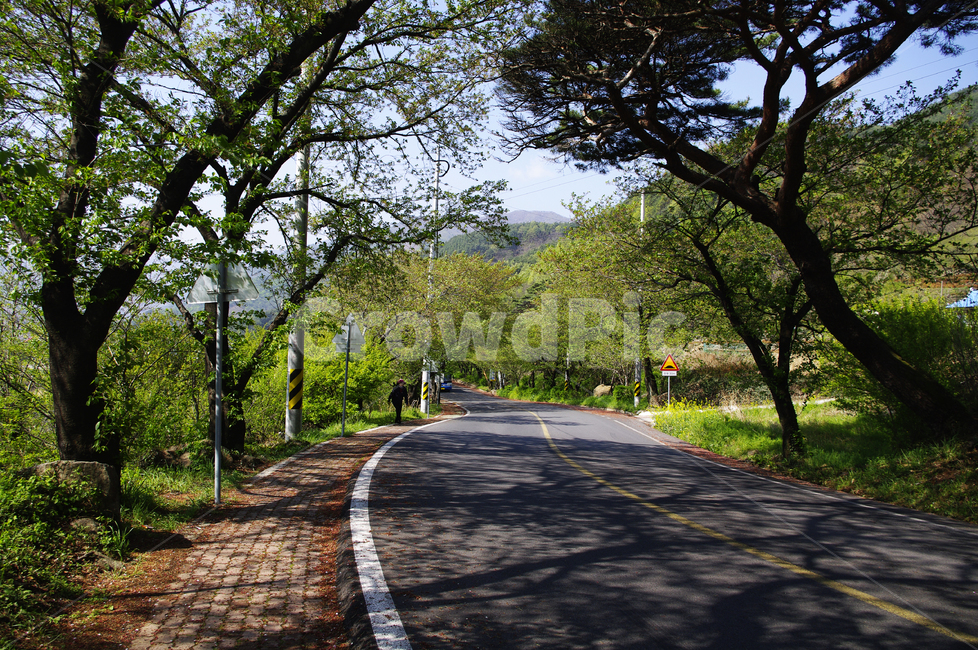 하동,나무,식물,plant,봄,spring,초록,길,자연,풍경,nature,landscape,asphalt,아스팔트,road,도로