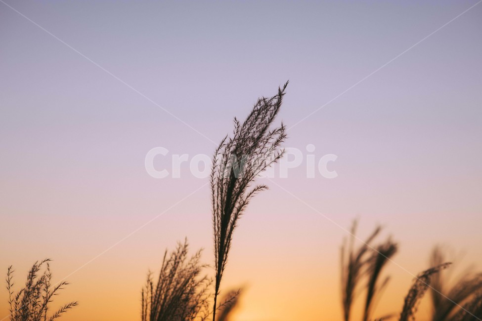 grass,plant,식물,lawn,잔디,reed,갈대,가을,계절,fall,autumn,season,식물,자연,plants,nature