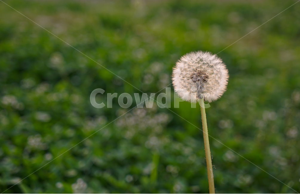 봄,뽐꽃,꽃,계절,식물,감성,자연,야생화,들꽃,식물,자연,plants,nature,꽃,flower