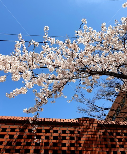 plant,식물,꽃,벚꽃,cherryblossom,flower