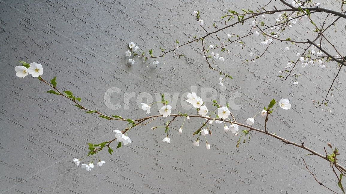 벚꽃,벚꽃나무,봄꽃,나무,식물,봄,계절,spring,season,자연,풍경,nature,landscape,식물,plants,꽃,flower,plant,petal,꽃잎,blossom