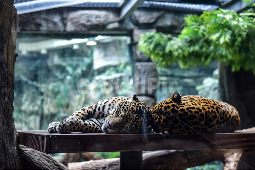 표범,포유류,늦잠,잠,휴식,춘곤증,졸음,동물,animal,포유류,mammal,휴식,힐링,rest,relaxation,healing