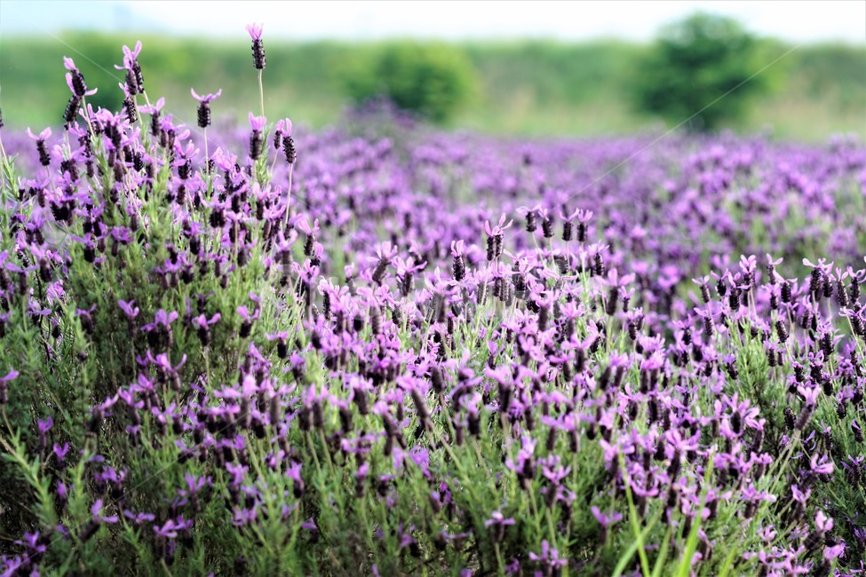 라벤더,꽃,식물,보라색,자연,봄,nature,flower,purple,violet,spring,식물,자연,plants,nature,꽃,flower