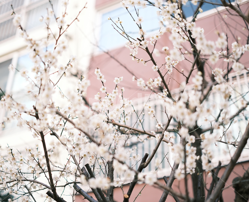 plant,식물,꽃,엽서,흰꽃,봄꽃,봄,계절,spring,season