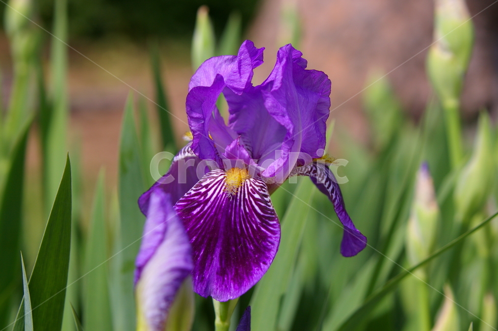 꽃,식물,plant,flower,blossom,클로즈업,봄꽃,식물,자연,plants,nature,꽃,flower