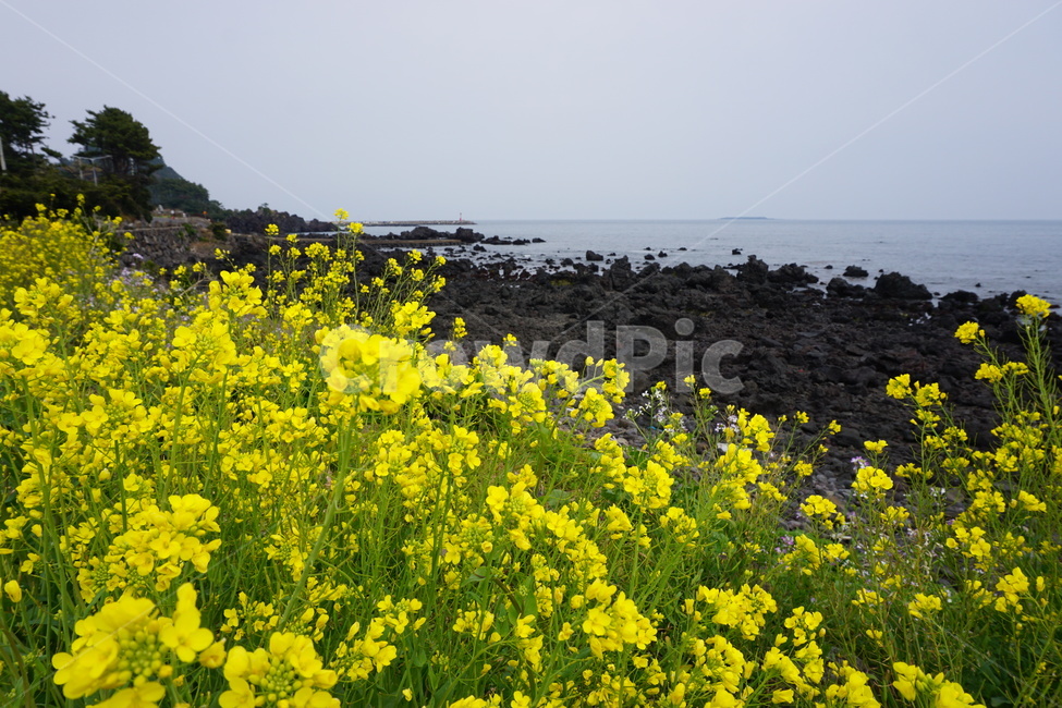 제주도,유채꽃,봄꽃,봄날,봄,해안가,전경,자연,nature,노랑
