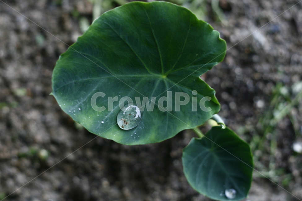 leaf,잎,plant,식물,작은물방울,물방울,비,rain,연잎