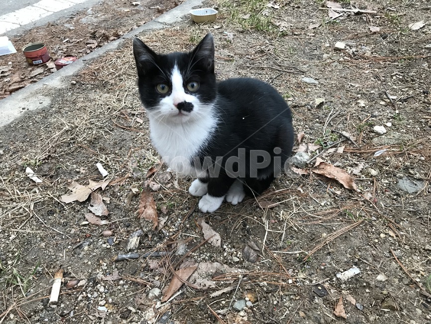 고양이,ground,바닥,동물,cat