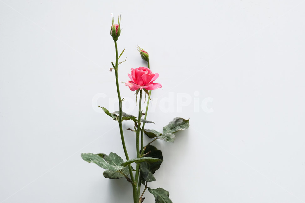 장미,벽,하얀벽,접사,자연,근접촬영,closeup,꽃,flower,redrose,rose,wall,plant,nature