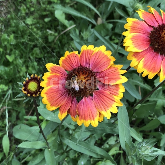 꽃,식물,벌,곤충,노랑,주황,초록,flower,plants,bee,insect,yellow,orange,green,hana,shokubutsu,hachi,konchuu,kiiro,orenziiro,midori,자연,nature,식물,자연,plants,nature,꽃,flower,동물,animal,곤충,벌레,insect,bug