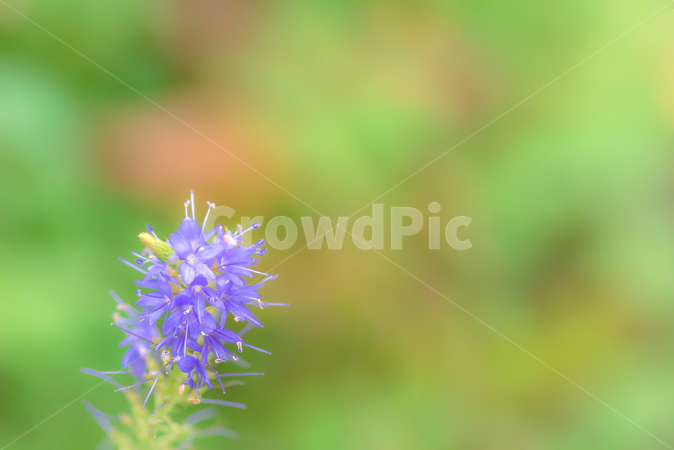 꽃,식물,가을,들꽃,보라색,식물,자연,plants,nature,꽃,flower