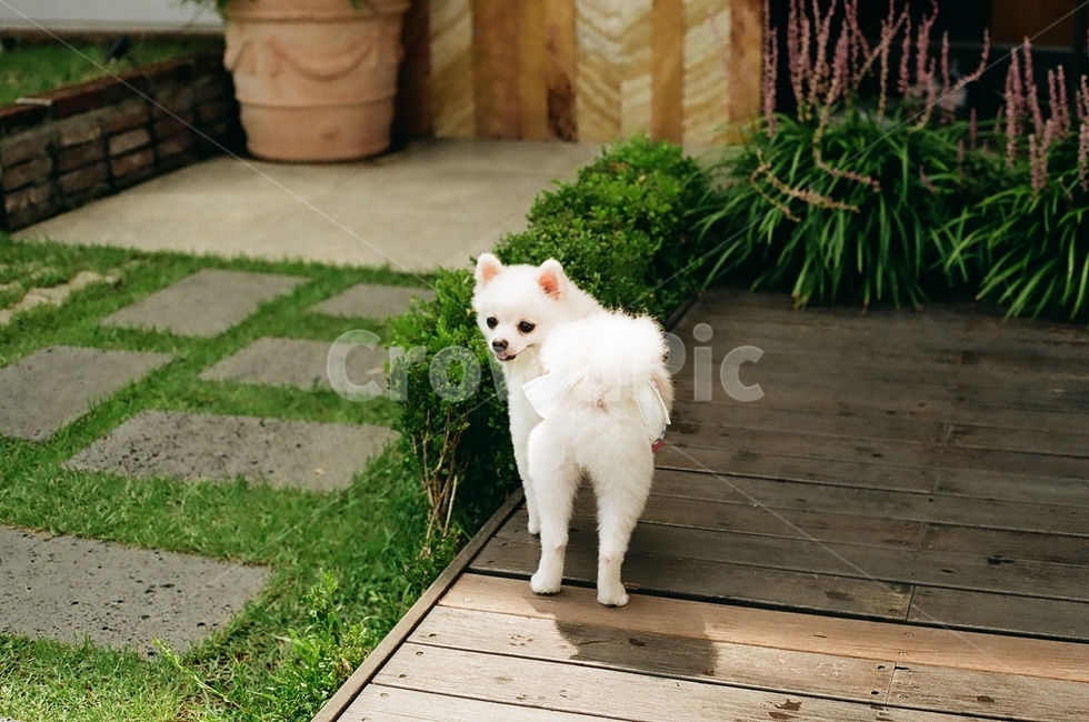 강아지,반려견,포메라니안,puppy,dog,동물,animal,포유류,mammal,개,강아지,dog,doggy