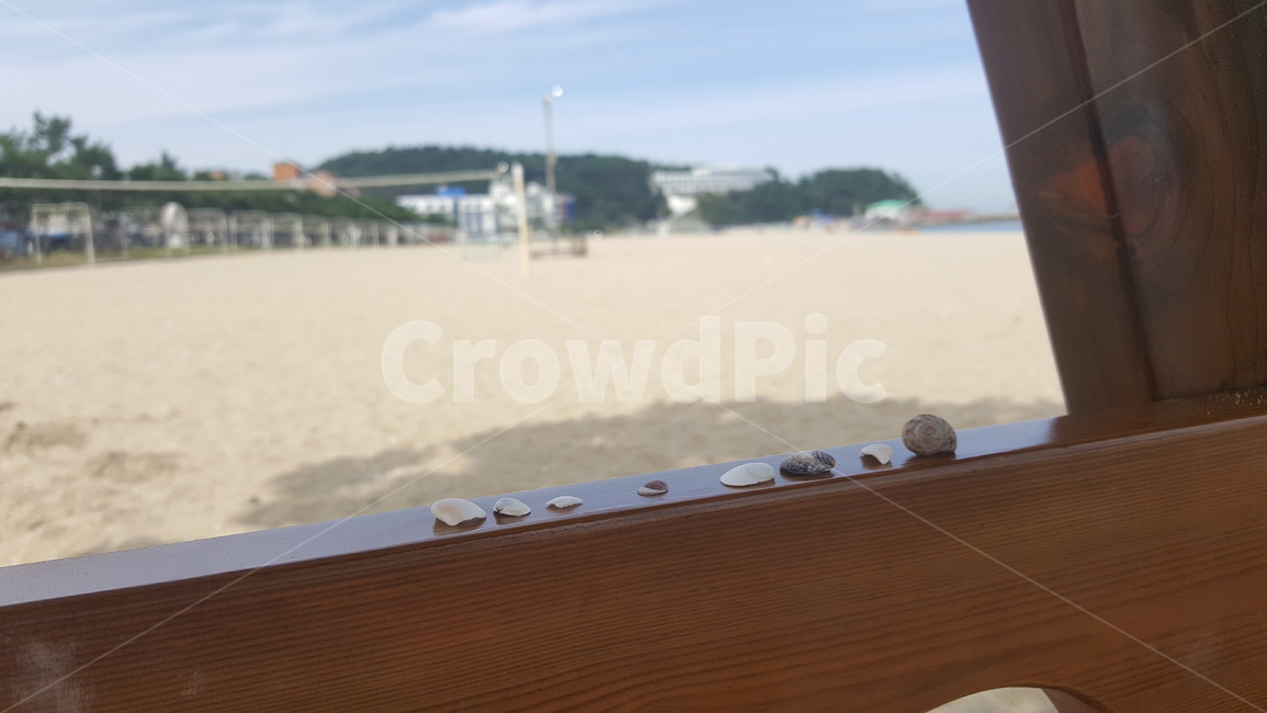 바닷가,조개껍데기,여름,조개,wood
