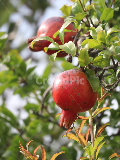 석류,가을,담장,나무,붉은색,식물,자연,plants,nature,과일,열매,fruit