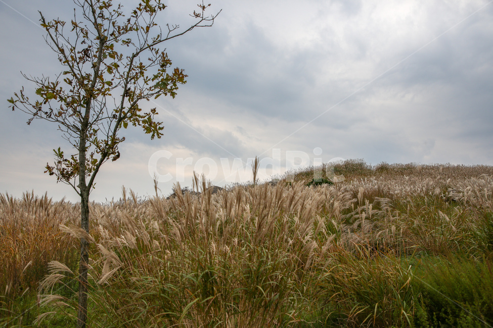 갈대,가을풍경,황매산,합천명소,경남명소,황매산갈대,합천군,가을,계절,fall,autumn,season,grass,잔디,plant,식물,lawn,reed
