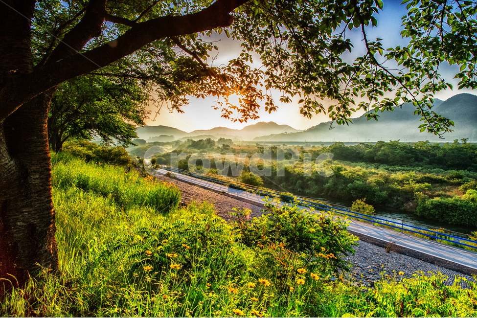 아침,강가,여름,초록,물안개,자연,풍경,nature,landscape,scenery,outdoors,옥외,rail,레일,transportation,교통,train track,기찻길,railway,철도