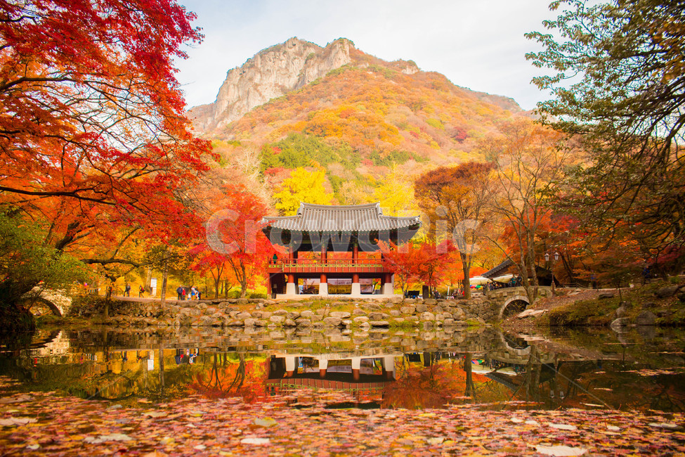 장성,백양사,쌍계루,단풍,가을,내장산,maple,가을,계절,fall,autumn,season,자연,풍경,nature,landscape,한국자연풍경,한국자연경관,korea nature landscape,plant,식물,tree,나무