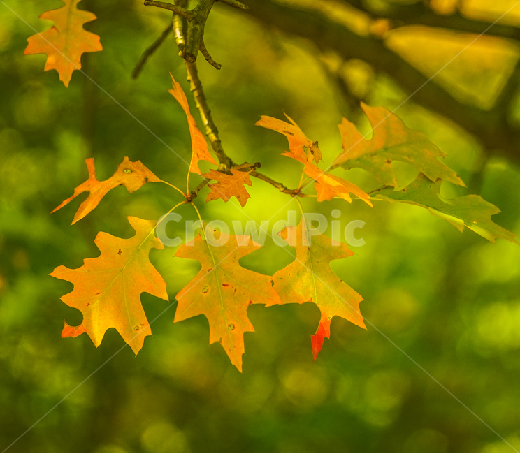 가을,단풍,숲속,나무,식물,공원,자연,나뭇잎,가을,계절,fall,autumn,season,leaf,잎,plant,tree,maple leaf,단풍잎,maple