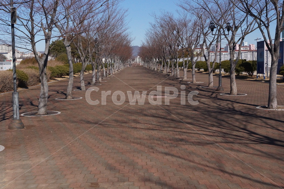 울산,문수경기장,문수컨벤션웨딩홀,가로수길,겨울,도시,풍경,city,landscape,한국도시풍경,한국도시경관,korea cityscape,tree,나무,plant,식물,path,통로,road,도로