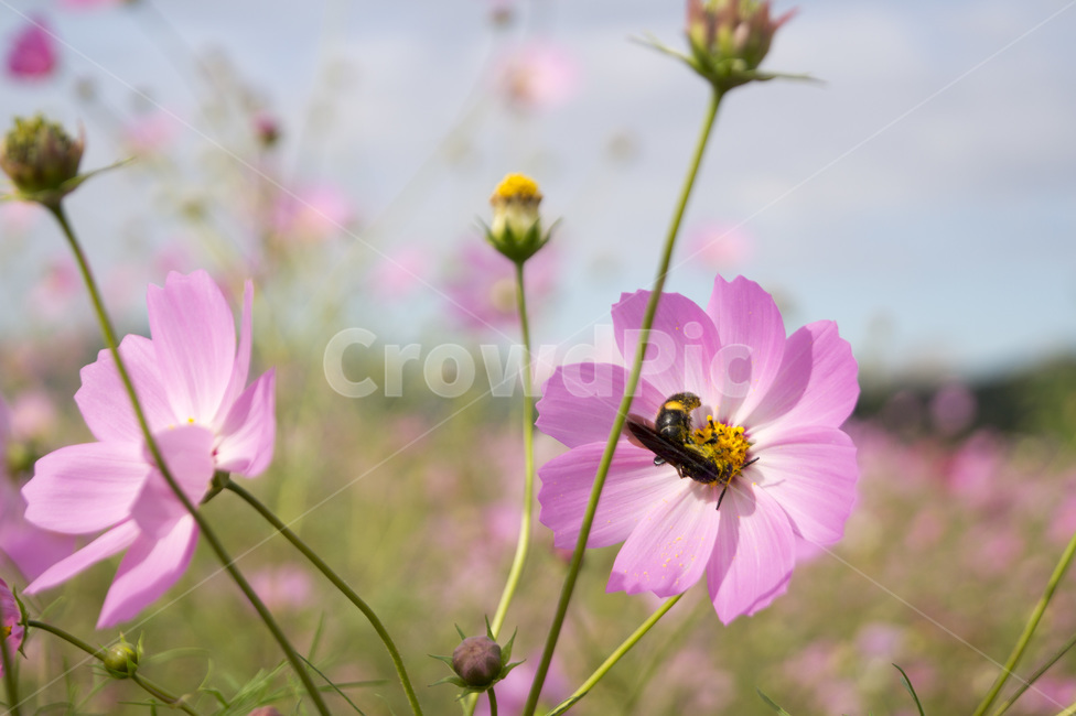 벌,꽃,코스모스,꽃밭,코스모스밭,가을,계절,fall,autumn,season,식물,자연,plants,nature,꽃,flower,동물,animal,곤충,벌레,insect,bug,blossom,geranium,제라늄,plant