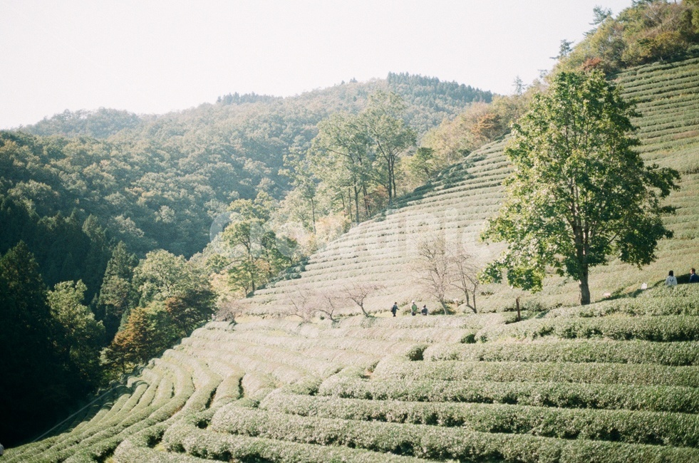 outdoors,녹차밭,녹차,초록,greentea,농업,농사,agriculture,farming,farming industry