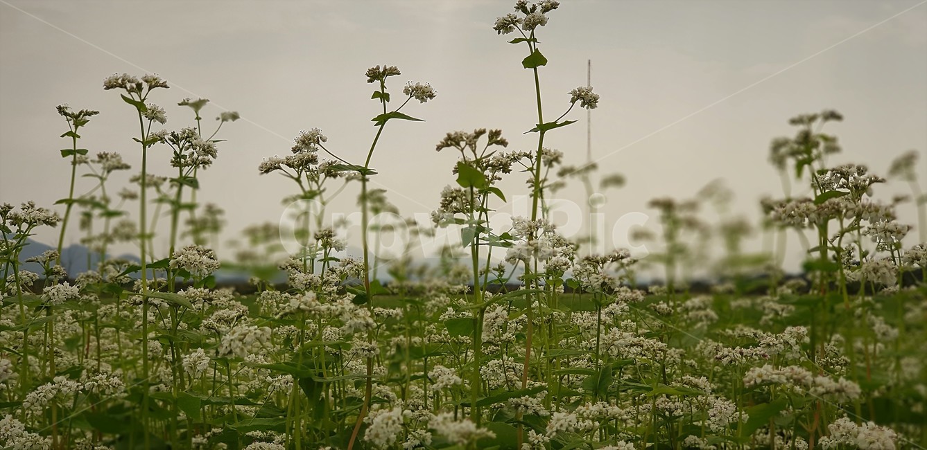 꽃,메밀꽃,가을,자연,식물,메밀묵,메밀전,해질녁,메밀밭,식물,자연,plants,nature,꽃,flower