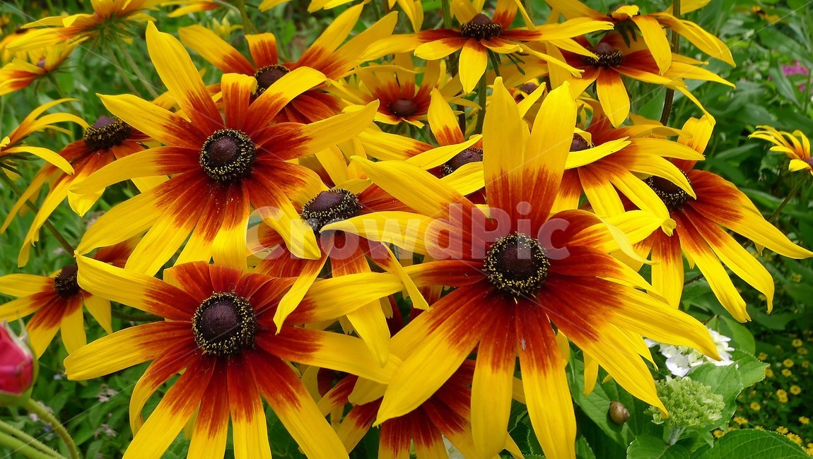 꽃,식물,자연,숲,군집,아름다움,식물,자연,plants,nature,꽃,flower