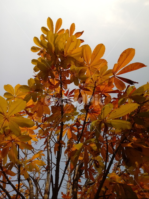 가을,단풍,낙엽,maple,plant,식물,단풍나무,단풍잎,leaf,잎,tree,나무,계절,fallautumnseason,가을단풍,자연,풍경,경치,가을,계절,fall,autumn,season,식물,자연,plants,nature,나무,trees,wood