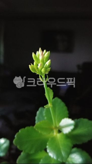 칼란디바,calandiva,카랑코에,칼랑코에,kalanchoe,다육,다육식물,succulentplant,afleshyplant,succulent,새싹,sprout,꽃,flower,잎,leaf,녹색,green