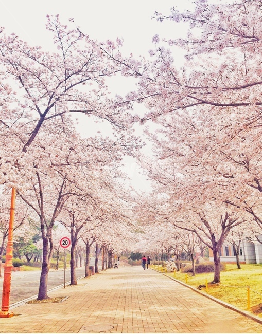 봄,spring,계절,season,꽃,벚꽃나무,벚꽃,나무,tree,자연,nature,따뜻함,봄,계절,spring,season,감성,sensible,feeling,plant,식물,blossom,flower
