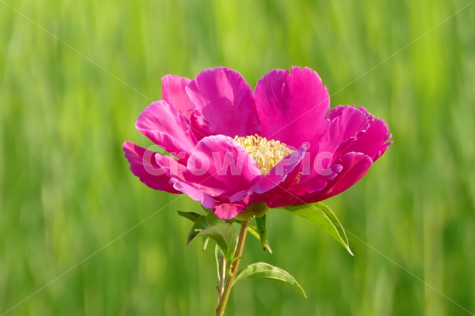 작약,작약꽃,꽃,식물,여름꽃,꽃잎,식물,자연,plants,nature,꽃,flower