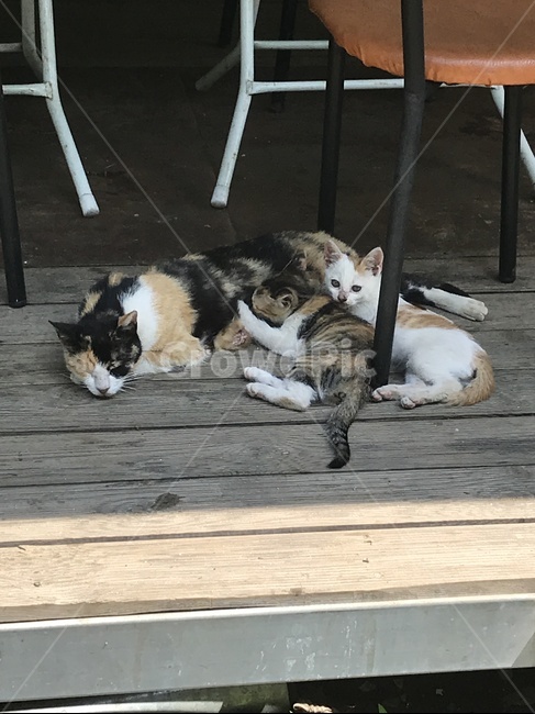 고양이,길고양이,아기고양이,엄마고양이,cat,kitty