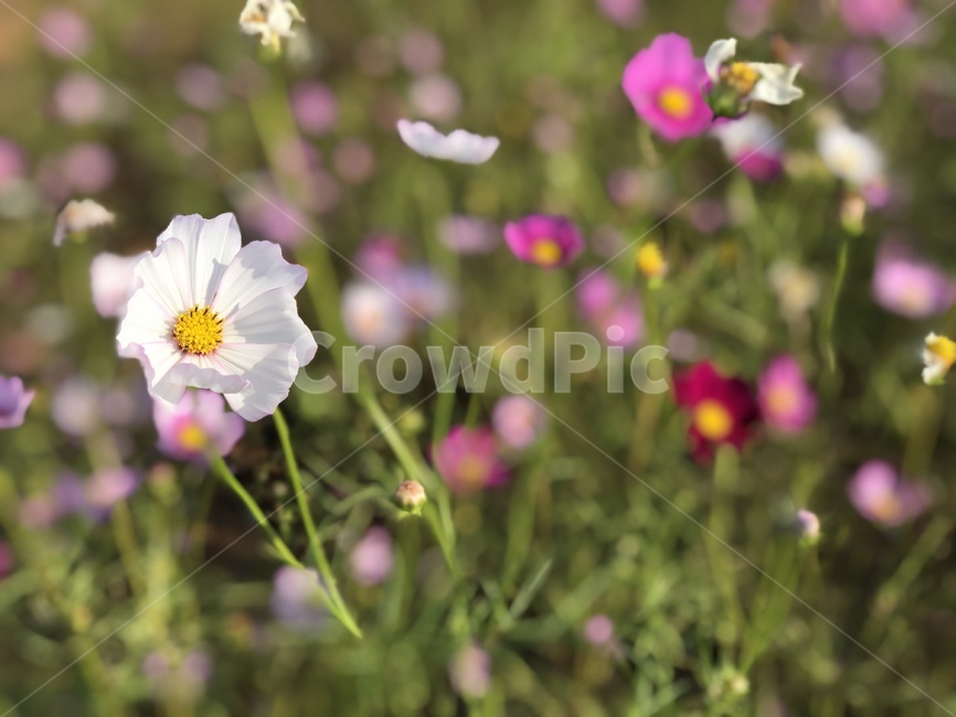 plant,식물,pollen,화분,꽃,코스모스,어버이날,스승의날,가을,가을꽃,꽃밭,정원,cosmos,흰꽃,자연,풍경,감성