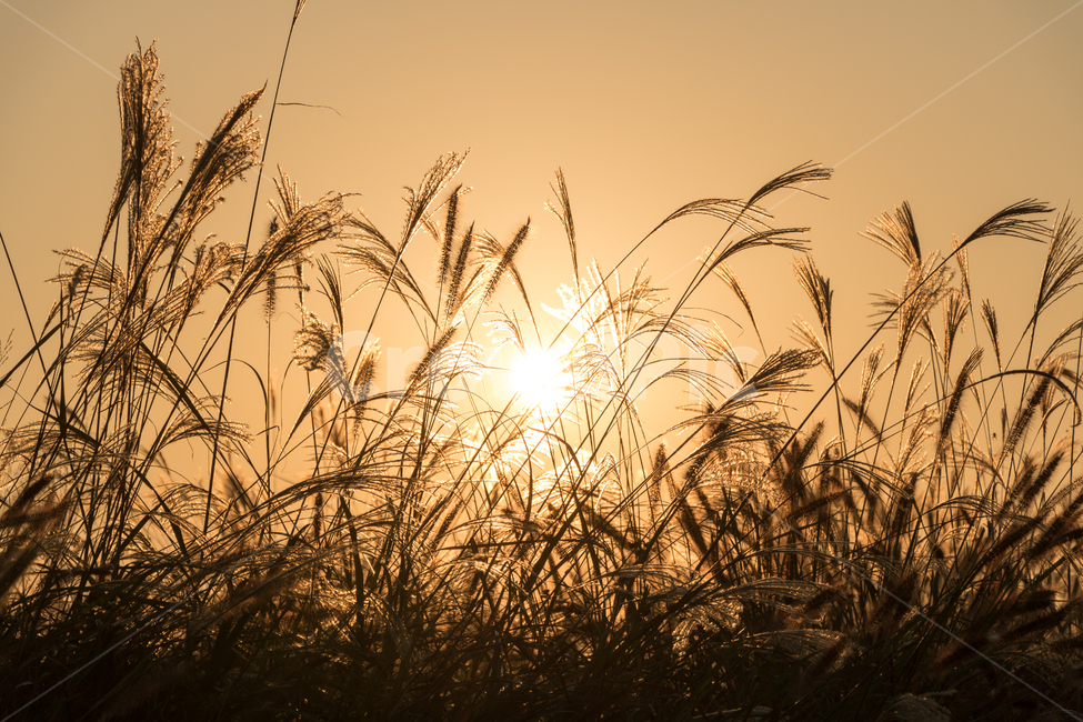 태양,노을,갈대,억새,주황빛,하늘,가을,계절,fall,autumn,season,자연,풍경,nature,landscape,grass,잔디,plant,식물,lawn