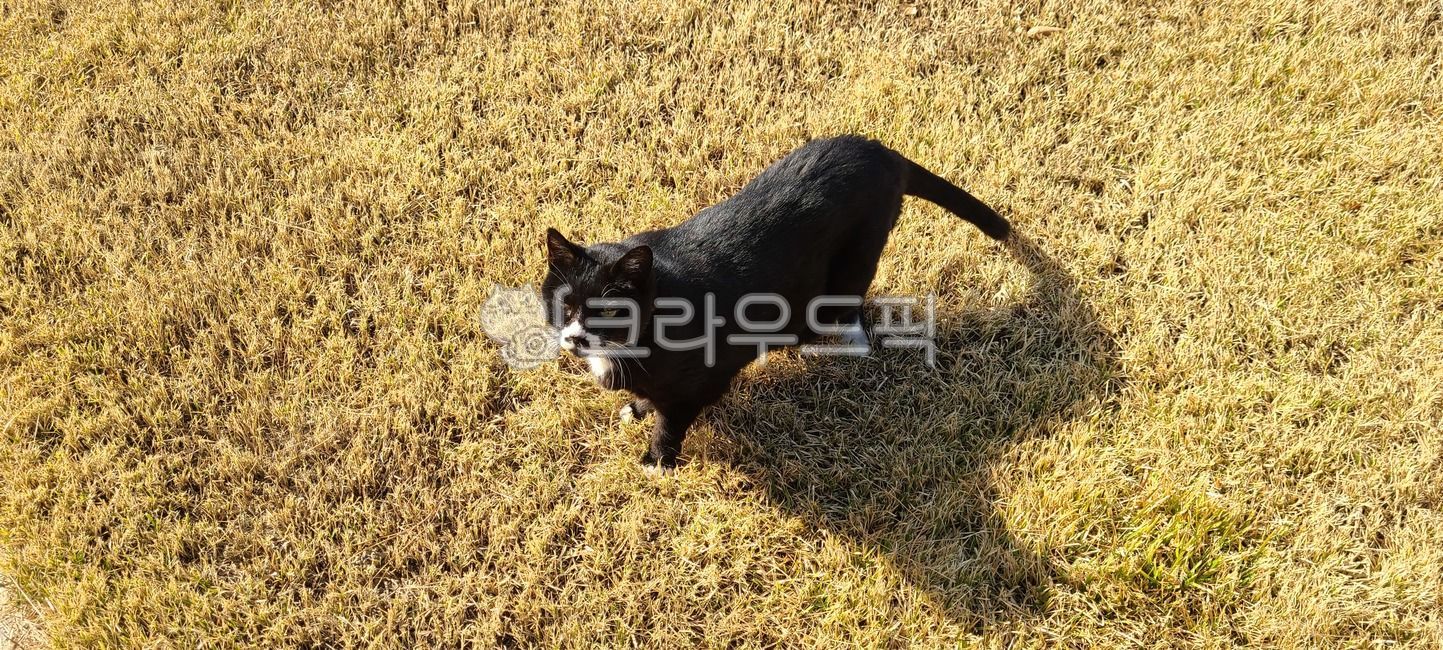 고양이,길냥이,검은고양이,네로,동물,cat