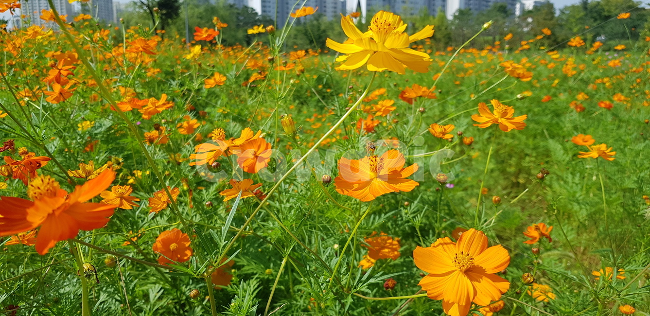 꽃,꽃밭,주황,초록,초록잎,잎사귀,자연,계절,꽃잎,flower