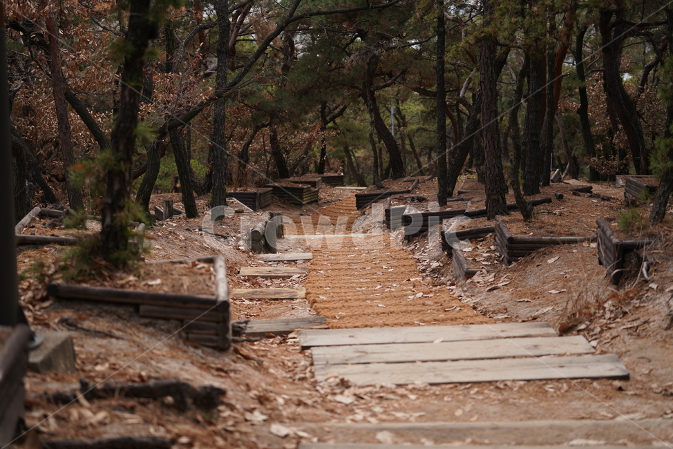 wood,나무,ground,바닥,path,통로,길,산,야외,내리막